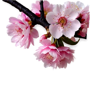 Spring Sakura Png Etf32 PNG Image