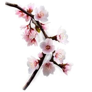 Spring Sakura Png Xxi PNG Image