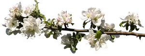 Springtime Apple Blossom Branch.png PNG Image