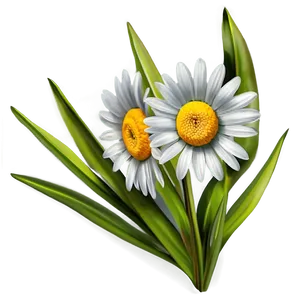 Springtime Daisy Flower Png 59 PNG Image