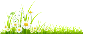 Springtime Daisy Meadow Vector PNG