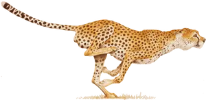 Sprinting Cheetahin Action.png PNG Image