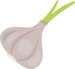 Sprouting Garlic Illustration.png PNG Image