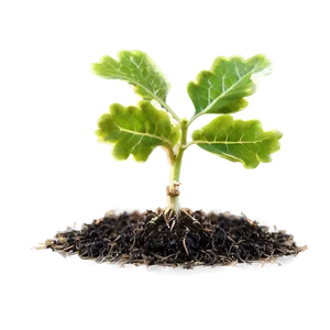 Sprouting Oak Seedling Png 06262024 PNG Image