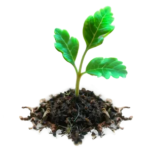 Sprouting Oak Seedling Png Ppb PNG Image