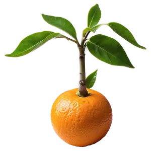 Sprouting Orange Tree Png Dio41 PNG Image