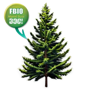 Spruce Tree A PNG Image