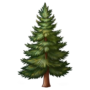 Spruce Tree C PNG Image