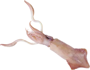 Squid Specimen Isolated PNG Image