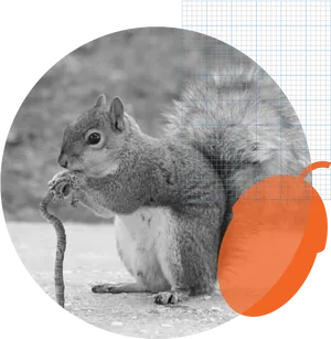 Squirrel_ Eating_in_ Geometric_ Overlay PNG Image