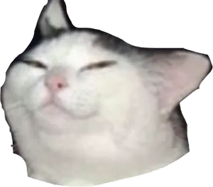 Squished Cat Face Meme.png PNG Image