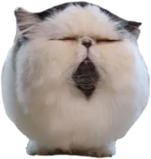 Squished Persian Cat Face.png PNG Image