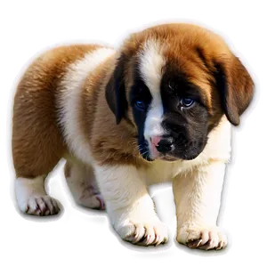 St Bernard C PNG Image