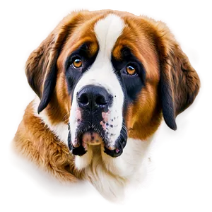 St Bernard Gentle Eyes Png Ygo23 PNG Image