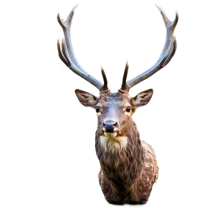 Stag C PNG Image