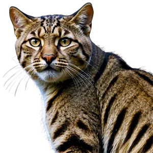 Stalking Wildcat Image Png Fbg PNG Image