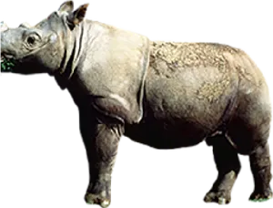 Standalone Rhinoceros Profile PNG Image