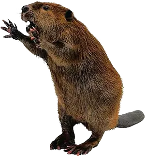 Standing Beaver Cutout.png PNG Image