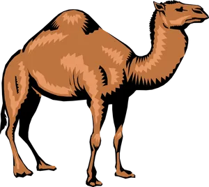 Standing Camel Illustration PNG Image