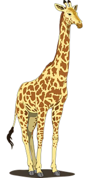 Standing Giraffe Illustration PNG Image