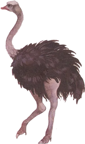 Standing Ostrich Profile PNG Image