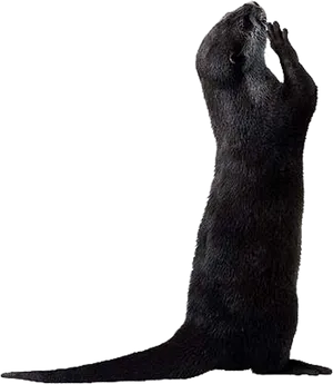 Standing Otter Silhouette.png PNG Image