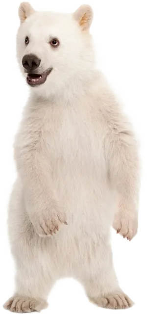 Standing Polar Bear Cub PNG Image