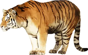 Standing Tiger Illustration PNG Image