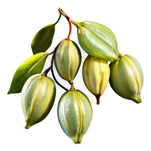 Star Fruit Art Png Alo PNG Image