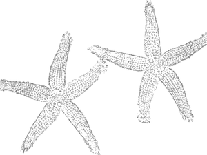 Starfish Duo Clipart Outline PNG Image