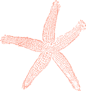 Starfish Illustration Black Background PNG Image