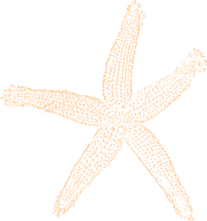 Starfish Sketch Clipart PNG Image