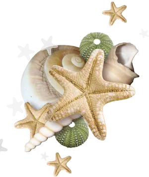 Starfishand Seashells Clipart PNG Image