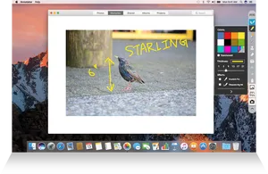 Starling Identificationon Computer Screen PNG Image