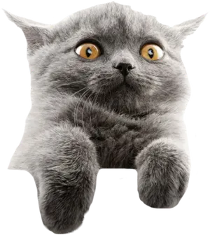 Startled Gray Cat Meme PNG Image