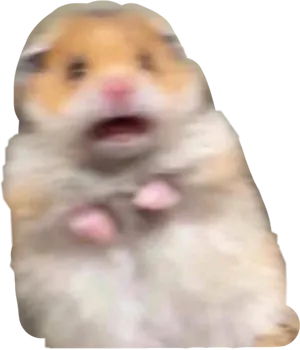 Startled Hamster Moment PNG Image