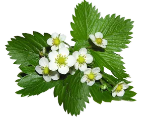 Strawberry Plant Flowers PNG Image