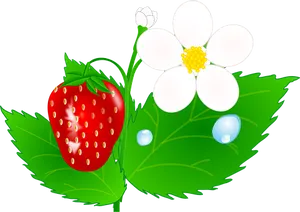 Strawberry Plant Illustration PNG Image