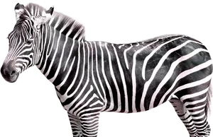 Striped Beauty Zebra Profile PNG Image