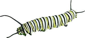 Striped Caterpillar Illustration PNG Image