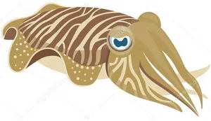 Striped Cuttlefish Illustration PNG Image