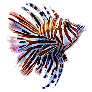 Striped Lionfish Artwork Png Chi40 PNG Image