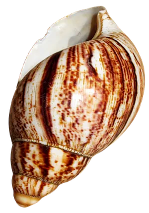 Striped Marine Shellon Black Background.jpg PNG Image