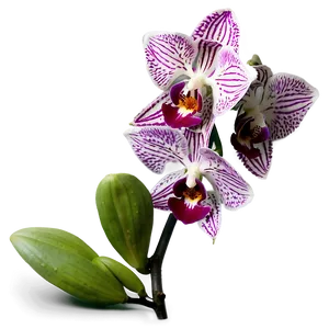 Stunning Orchid Png 34 PNG Image