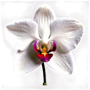 Stunning Orchid Png 56 PNG Image