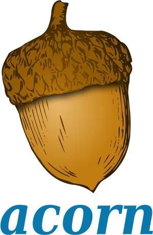 Stylized Acorn Illustration PNG Image