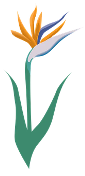 Stylized Birdof Paradise Flower Illustration PNG Image