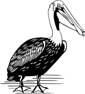 Stylized Blackand White Pelican Illustration PNG Image