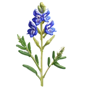 Stylized Bluebonnet Portrait Png Fyu43 PNG Image