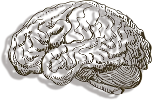 Stylized Brain Illustration PNG Image